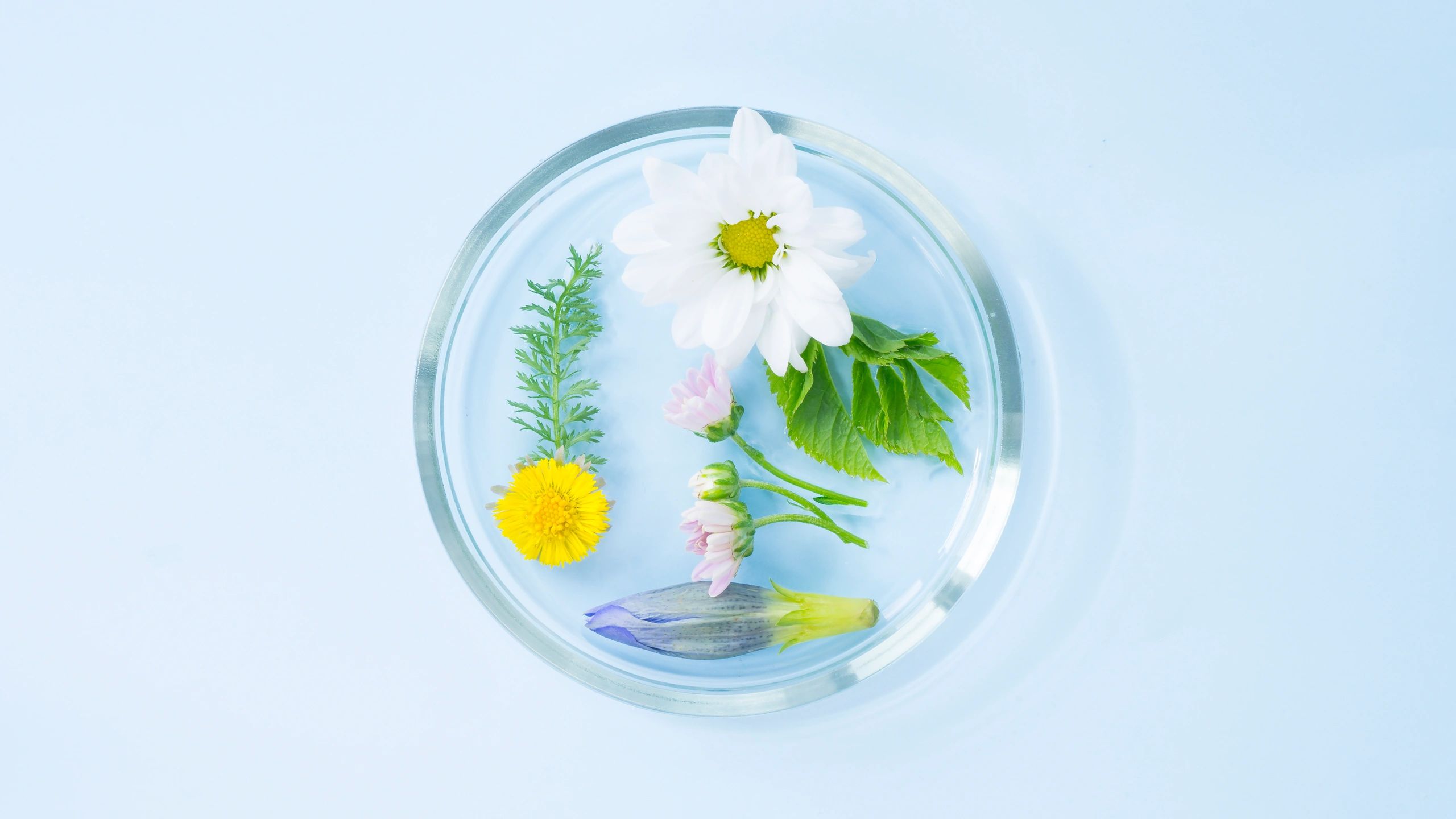 Petri dish with fresh flowers and leaves representing botanical extracts