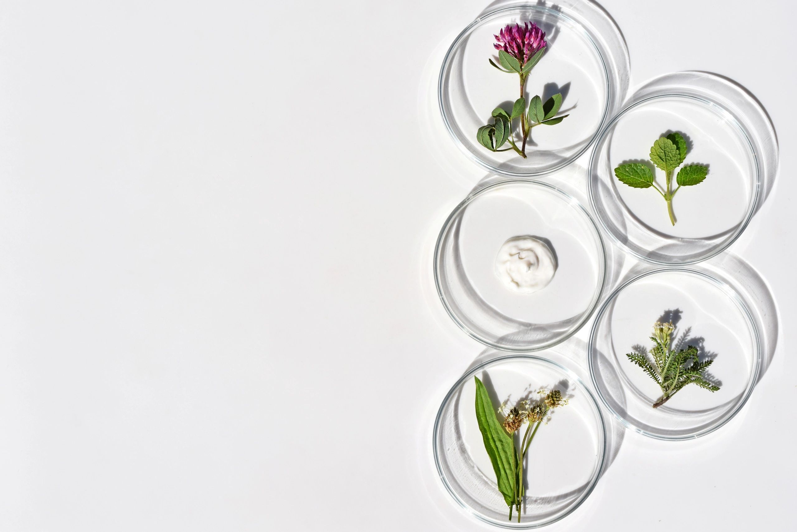 Petri dishes with herbs and cosmetic samples representing skincare actives